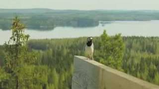 KESÄPÄIVÄ KANGASALLA - Tuhannen laulajan laulu