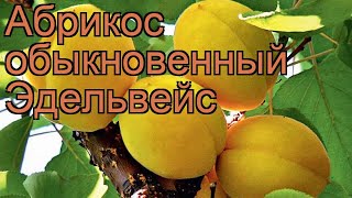 Абрикос обыкновенный Эдельвейс (prunus armeniaca) ? обзор: как сажать, саженцы абрикоса Эдельвейс