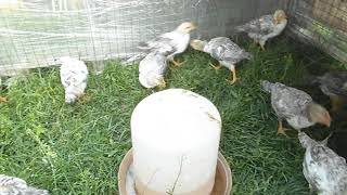 Самая продуктивная яичная порода кур Цыплята Борковская Барвистая Серебристый леггорн