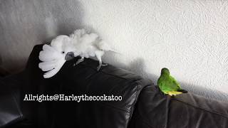 Me and my Bro Gizmo
