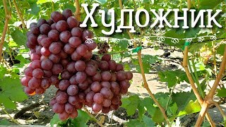Художник - гибридная форма винограда