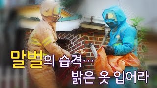 말벌의 습격…어두운 색에 공격적, 밝은 옷 입어야