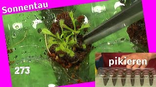 Sonnentau Sämlinge pikieren Drosera Capensis