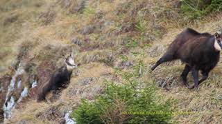 Țapi în perioada rutului în Parcul Național Piatra Craiului din cadrul Romsilva - chamois in Romania