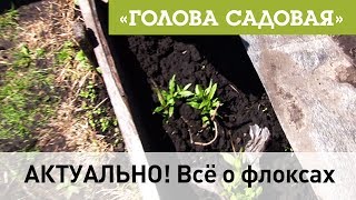 Голова садовая - АКТУАЛЬНО! Всё о флоксах