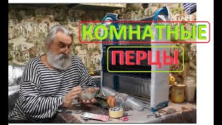 ПЕРЦЫ комнатные ЗАМАЧИВАНИЕ семян для прорастания