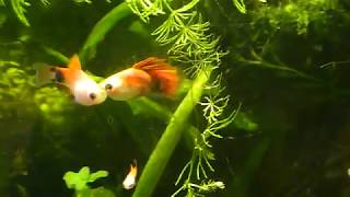 # Aquarium. Селекционная пецилия.
