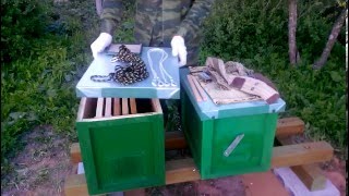 Роеловство. Подготовка к Поимке Роя. Пчеловодство Для Начинающих.