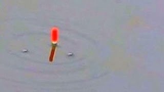 *DRENNAN WAGGLER FLOAT* CLose Up / Float goes down & under (Slow Motion) - Medefiskeri, karpefiskeri