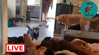 Lolita was a scared girl and after a few days in my room look at her! - Takis Shelter