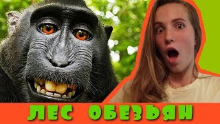 САМЫЕ МИЛЫЕ ЖИВОТНЫЕ | ЛЕС ОБЕЗЬЯН | Видео с животными | ПО СЛЕДАМ ОРЛА И РЕШКА | Бали | Убуд