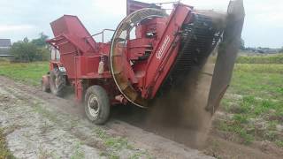 T 25 плюс  комбайн GRIMME. Урожай 2017