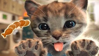 Little Kitten & Friends - Learn with the cutest cat! (Fox and Sheep) Part 30 - Best App For Kids