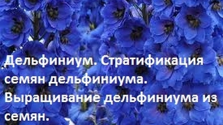 Стратификация семян Дельфиниума. Выращивание дельфиниума из семян. Delphinium. Stratification.