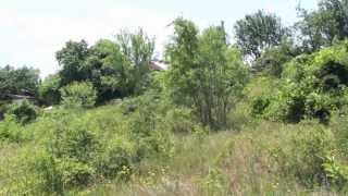 панорама 2 от имота № 36 м-т Планова 1.4 дка, Варна.