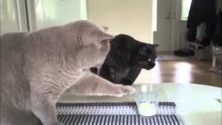 Funny Cats Thug Life Cat 2 Orginal Vine
