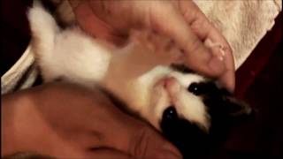 ハチワレ猫のハチ #14 便秘の子猫をマッサージと言いつつモフる