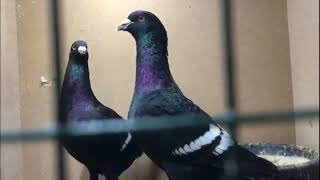 Голубиный питомник В Турции l Pigeons in Turkey