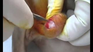 castration cat  Кастрация сфинкса через один разрез  30 12 14