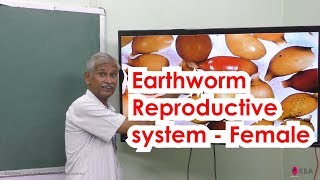 11.Zoology | Organs & Organ system in animals | Earthworm Reproductive system - Female