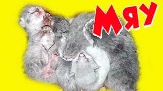 НОВОРОЖДЕННЫЕ КОТЯТА МЯУКАЮТ И ЗОВУТ МАМУ КОШКУ. Самый милый котенок.