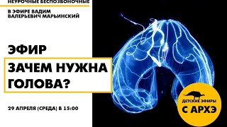 Детский эфир «Зачем нужна голова?» в рамках рубрики «Неурочные беспозвоночные» с Вадимом Марьинским