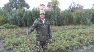 Арахис - лучший предшественник для картофеля и не только !!!