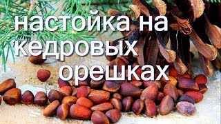 настойка на кедровых орешках
