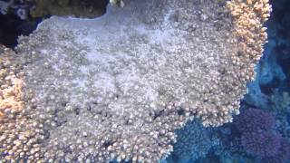 Подводный мир Красного моря 4: Малабарский групер