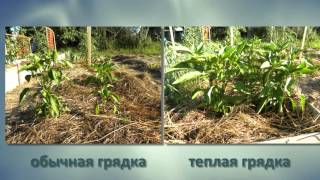 История применения природного земледелия на садовом участке  Гомель
