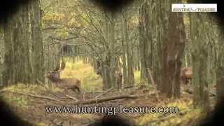 Fallow Buck Hunting In Hungary With Hunting Pleasure 2014