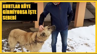 18 KURTTAN OLUŞAN SÜRÜ KÖY YAKINLARINDA DOLAŞIYOR. #wolf #kurt #kangal