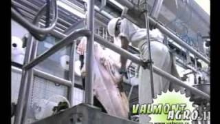 Убой и мясопереработка КРС