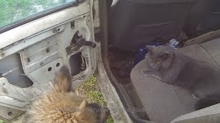 Ремонт стеклоподъемника Renault