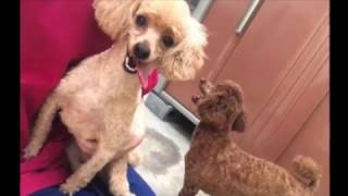 船橋のペットホテル・船橋さきがおか動物病院動画ブログ