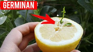 Cómo germinar semillas de limón - Nunca falla -