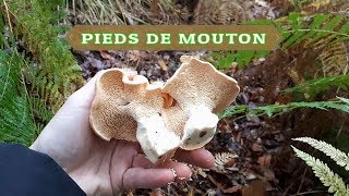 COMMENT PREPARER LES PIEDS DE MOUTON ??