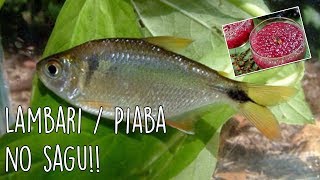 Pesca Massa - Pescaria de Lambari / Piaba / Piava