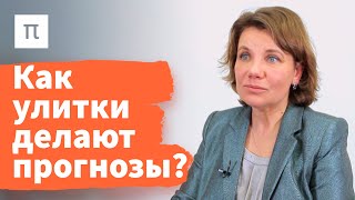 Способности прогнозирования будущего у беспозвоночных — Варвара Дьяконова 