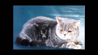 Шотландские кошки.(Прямоухие)