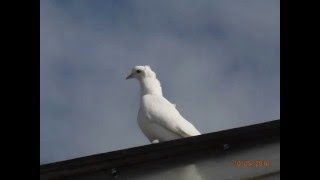 Бакинские голуби . 10 мая 2016