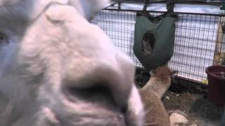 alpaca talking \ альпака разговаривает