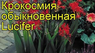 Крокосмия обыкновенная Lucifer. Краткий обзор, описание характеристик