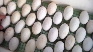 Подготовка и закладка гусиных яиц в инкубатор.Preparation and laying of goose eggs in the incubator.
