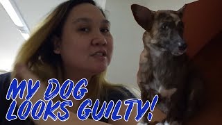MY DOG LOOKS GUILTY! | Ralph & Dia Vlog
