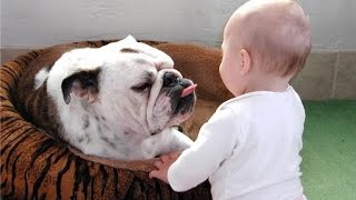 Funny Bulldog and Baby Videos Compilation