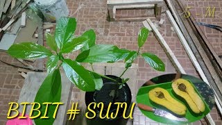 BIBIT ALPUKAT YANG CEPAT BERBUAH DAN BERKWALUTAS