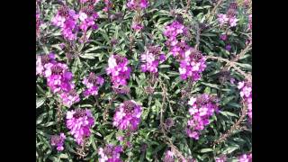 ЖЕЛТУШНИК  (ERYSIMUM)  сем. Крестоцветные
