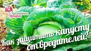 Как защитить капусту от вредителей? Подкормка капусты.
