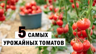 5 самых урожайных томатов